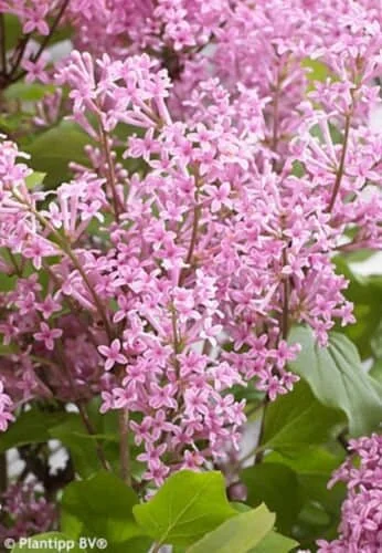 Syringa Meyeri 'Flowerfesta Pink' - STARTER PLANT- Approx 7 Inch - Image 1