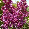 Syringa Monge Lilac Live Plant – Starter Shrub – 6-8 Inch – Fragrant Purple Flowers - Image 1