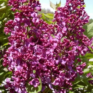 Syringa Monge Lilac Live Plant – Starter Shrub – 6-8 Inch – Fragrant Purple Flowers - Image 1