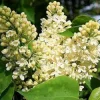 Syringa 'Primrose' Lilac Live Plant - Fragrant Pale Yellow Blooms - 7-10 Inch Starter - Image 1
