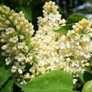 Syringa 'Primrose' Lilac Live Plant - Fragrant Pale Yellow Blooms - 7-10 Inch Starter - Image 1