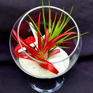 Tan Starfish Set of 10 - Beach Wedding Favors & Terrarium Decor - Image 2