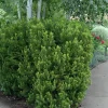 Taxus Hicksii Yew Starter Plant - Approx 5-7 Inch Evergreen Shrub - Image 1