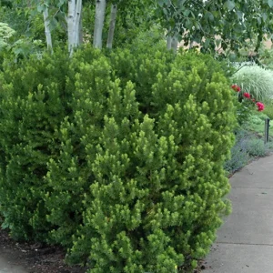 Taxus Hicksii Yew Starter Plant - Approx 5-7 Inch Evergreen Shrub - Image 1