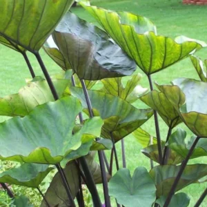 Tea Cup Colocasia Plant - Tropical Elephant Ear Live Plant - 6-12