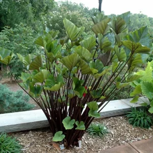 Tea Cup Colocasia Plant - Tropical Elephant Ear Live Plant - 6-12