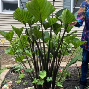 Tea Cup Colocasia Plant - Tropical Elephant Ear Live Plant - 6-12