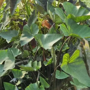Tea Cup Colocasia Plant - Tropical Elephant Ear Live Plant - 6-12