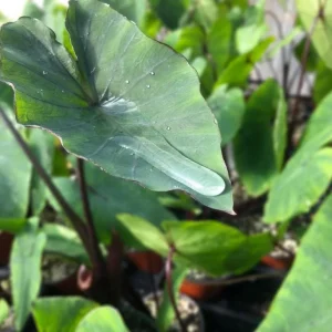 Tea Cup Colocasia Plant - Tropical Elephant Ear Live Plant - 6-12