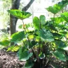 Tea Cup Colocasia Plant - Tropical Elephant Ear Live Plant - 6-12" Tall for Containers - Image 1