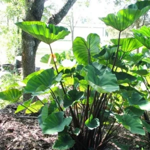 Tea Cup Colocasia Plant - Tropical Elephant Ear Live Plant - 6-12