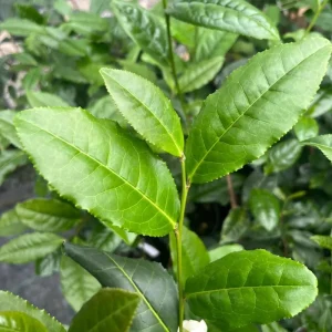 Tea Plant Camellia Sinensis Live Plant – 4
