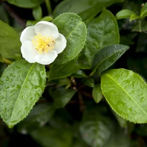 Tea Plant Camellia Sinensis Live Plant – 4