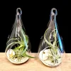 Teardrop Glass Terrarium Kit Set of 2 with 4 Air Plants & Beach Decor - Image 1