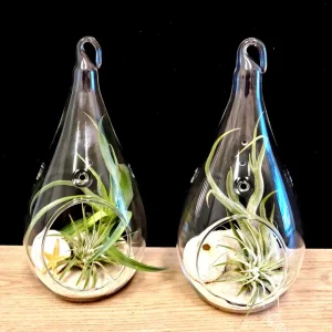 Teardrop Glass Terrarium Kit Set of 2 with 4 Air Plants & Beach Decor - Image 1