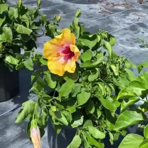 Tequila Hibiscus Live Plant 6 Inch - Vibrant Blooms, Tropical Outdoor Shrub - Image 2