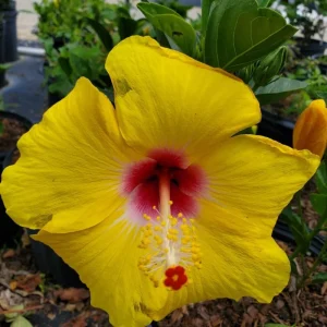 Tequila Hibiscus Live Plant 6 Inch - Vibrant Blooms, Tropical Outdoor Shrub - Image 3