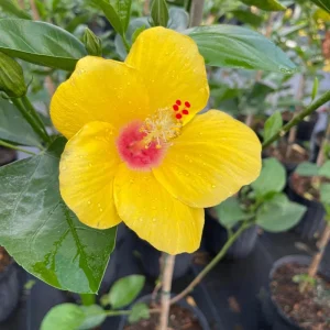 Tequila Hibiscus Live Plant 6 Inch - Vibrant Blooms, Tropical Outdoor Shrub - Image 4