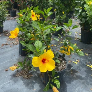 Tequila Hibiscus Live Plant 6 Inch - Vibrant Blooms, Tropical Outdoor Shrub - Image 5