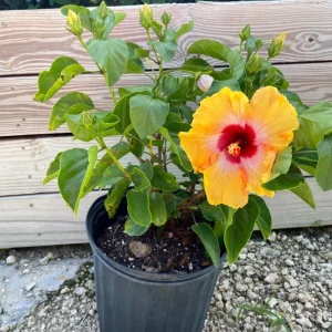 Tequila Hibiscus Live Plant 6 Inch - Vibrant Blooms, Tropical Outdoor Shrub - Image 6