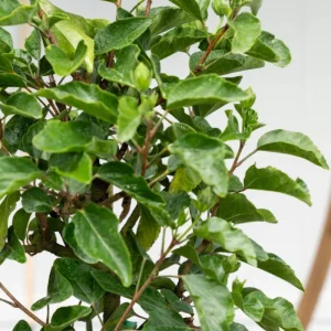 Tequila Hibiscus Live Plant 6 Inch - Vibrant Blooms, Tropical Outdoor Shrub - Image 7