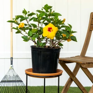 Tequila Hibiscus Live Plant 6 Inch - Vibrant Blooms, Tropical Outdoor Shrub - Image 8