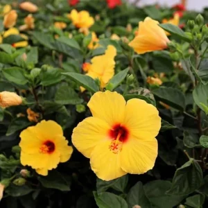Tequila Hibiscus Live Plant 6 Inch - Vibrant Blooms, Tropical Outdoor Shrub - Image 1
