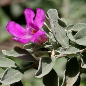 Texas Sage Live Plant 5-9 inches Tall - 2-Pack Leucophyllum frutescens Shrub - Image 2