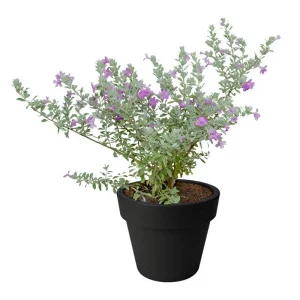 Texas Sage Live Plant 5-9 inches Tall - 2-Pack Leucophyllum frutescens Shrub - Image 3
