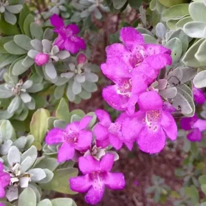 Texas Sage Live Plant 5-9 inches Tall - 2-Pack Leucophyllum frutescens Shrub - Image 4