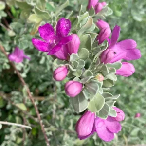 Texas Sage Live Plant 5-9 inches Tall - 2-Pack Leucophyllum frutescens Shrub - Image 5