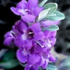 Texas Sage Live Plant 5-9 inches Tall - 2-Pack Leucophyllum frutescens Shrub - Image 1
