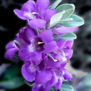 Texas Sage Live Plant 5-9 inches Tall - 2-Pack Leucophyllum frutescens Shrub - Image 1
