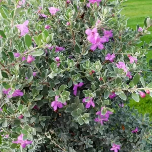 Texas Sage Live Plant 5-9 inches Tall - 2-Pack Leucophyllum frutescens Shrub - Image 6