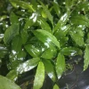 Thai Ginger Starter Plant 4" - Edible Galangal Culinary Herb Live Plant - Fresh, Organic - Image 1