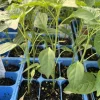 Thai Red Dragon Chili Live Plant - Super Hot Pepper 3-Pack, 75 Days Old - Image 1