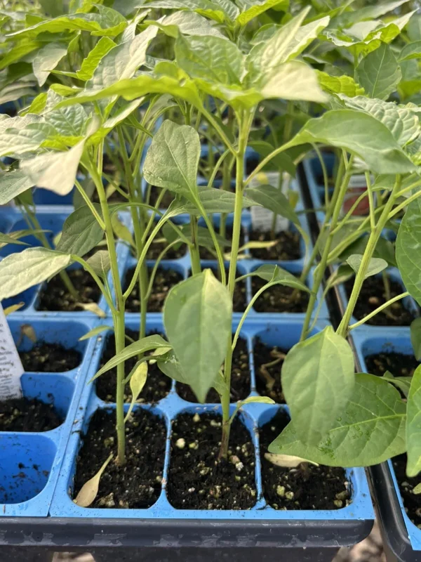Thai Red Dragon Chili Live Plant - Super Hot Pepper 3-Pack, 75 Days Old - Image 1