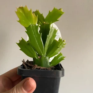 Thanksgiving Christmas Cactus Exotic Dancer Live Plant – 3'' Pot – Starter Plant – Unique Blooms - Image 2