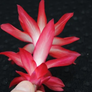 Thanksgiving Christmas Cactus Exotic Dancer Live Plant – 3'' Pot – Starter Plant – Unique Blooms - Image 3