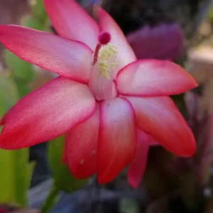 Thanksgiving Christmas Cactus Exotic Dancer Live Plant – 3'' Pot – Starter Plant – Unique Blooms - Image 4