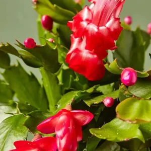 Thanksgiving Christmas Cactus Exotic Dancer Live Plant – 3'' Pot – Starter Plant – Unique Blooms - Image 5