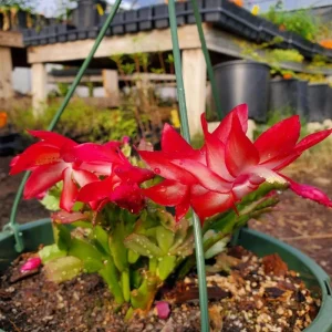 Thanksgiving Christmas Cactus Exotic Dancer Live Plant – 3'' Pot – Starter Plant – Unique Blooms - Image 6