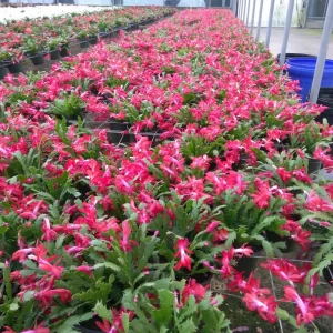 Thanksgiving Christmas Cactus Exotic Dancer Live Plant – 3'' Pot – Starter Plant – Unique Blooms - Image 7