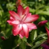 Thanksgiving Christmas Cactus Exotic Dancer Live Plant – 3'' Pot – Starter Plant – Unique Blooms - Image 1