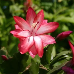Thanksgiving Christmas Cactus Exotic Dancer Live Plant – 3'' Pot – Starter Plant – Unique Blooms - Image 1