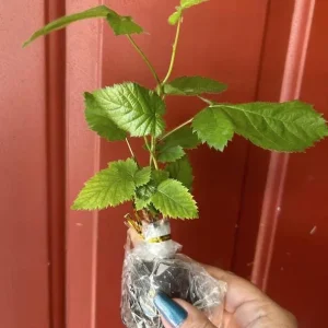 Thornless Chester Blackberry Live Plant - 5-9 inches Tall Berry Bush, Cold Hardy Zones 5-8, Late Season Fruit - Image 2