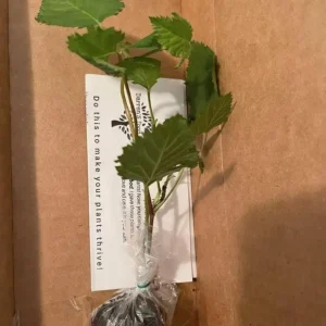 Thornless Chester Blackberry Live Plant - 5-9 inches Tall Berry Bush, Cold Hardy Zones 5-8, Late Season Fruit - Image 3