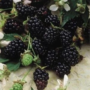 Thornless Chester Blackberry Live Plant - 5-9 inches Tall Berry Bush, Cold Hardy Zones 5-8, Late Season Fruit - Image 4