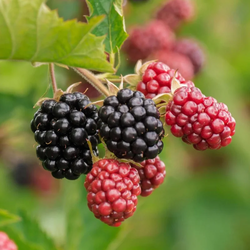 Thornless Chester Blackberry Live Plant - 5-9 inches Tall Berry Bush, Cold Hardy Zones 5-8, Late Season Fruit - Image 5