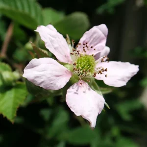 Thornless Chester Blackberry Live Plant - 5-9 inches Tall Berry Bush, Cold Hardy Zones 5-8, Late Season Fruit - Image 6